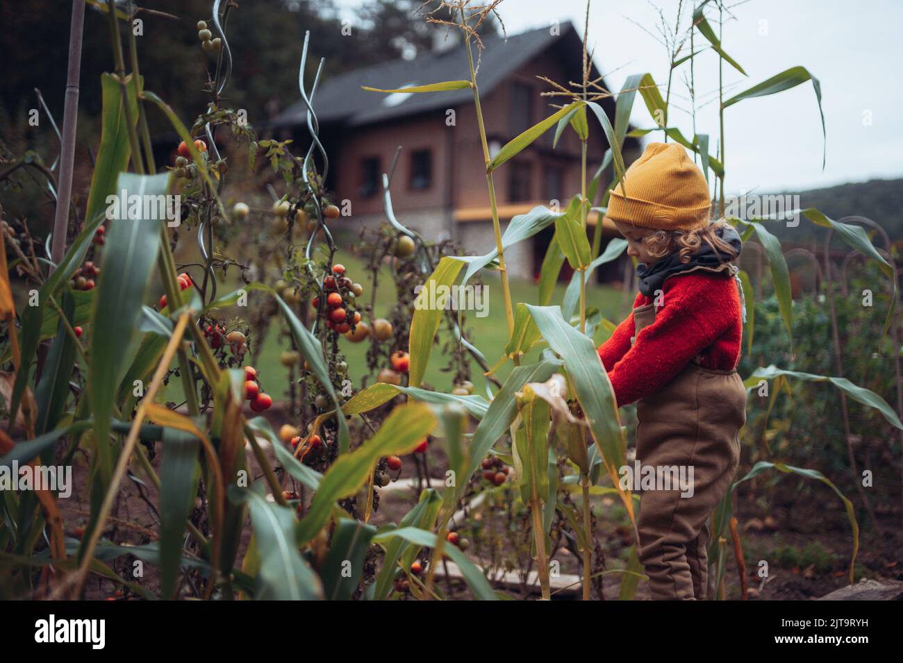 Kleines Mädchen ernten Bio-Tomaten und Hühneraugen im Familiengarten. Stockfoto