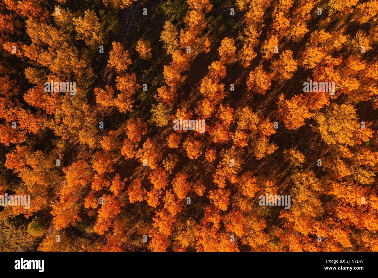 Herbstsaison im Laubwald. Luftaufnahme von orangefarbenen Baumkronen am Herbstnachmittag von Drohne pov. Stockfoto