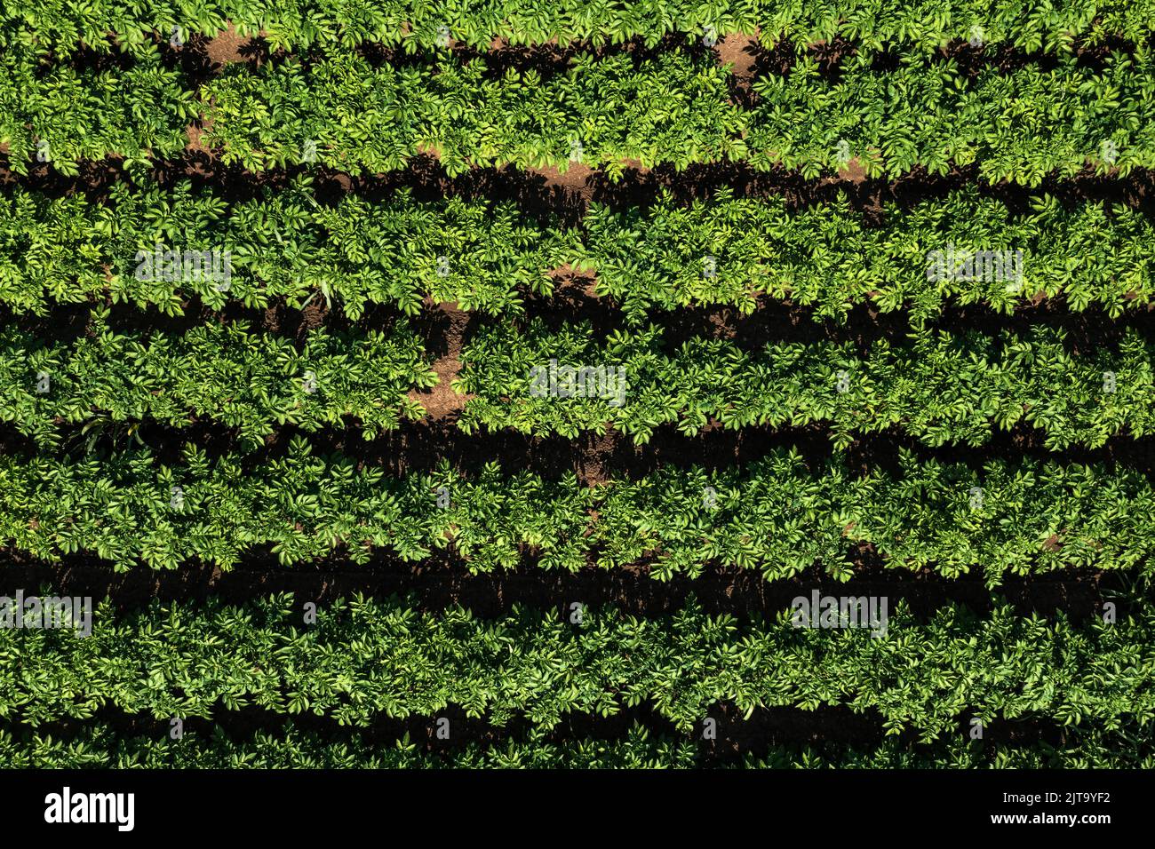 Luftaufnahme der Kartoffelplantage von Drohne pov, direkt oben am sonnigen Sommertag Stockfoto