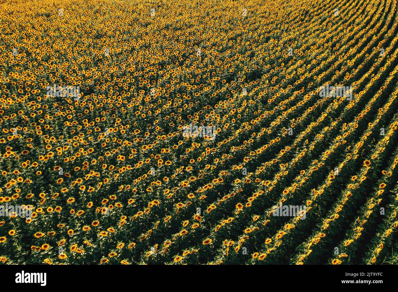 High-Angle-Ansicht des blühenden Sonnenblumenplantage Feld aus Drohne Sicht im Sommer Sonnenuntergang Stockfoto