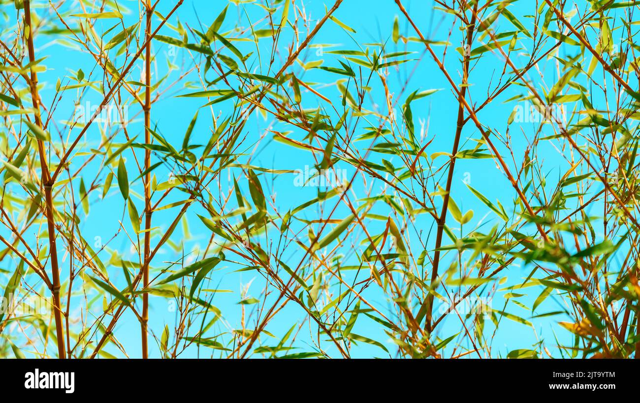 Bambuspflanzen Äste mit grünen Blättern gegen blauen Himmel Stockfoto