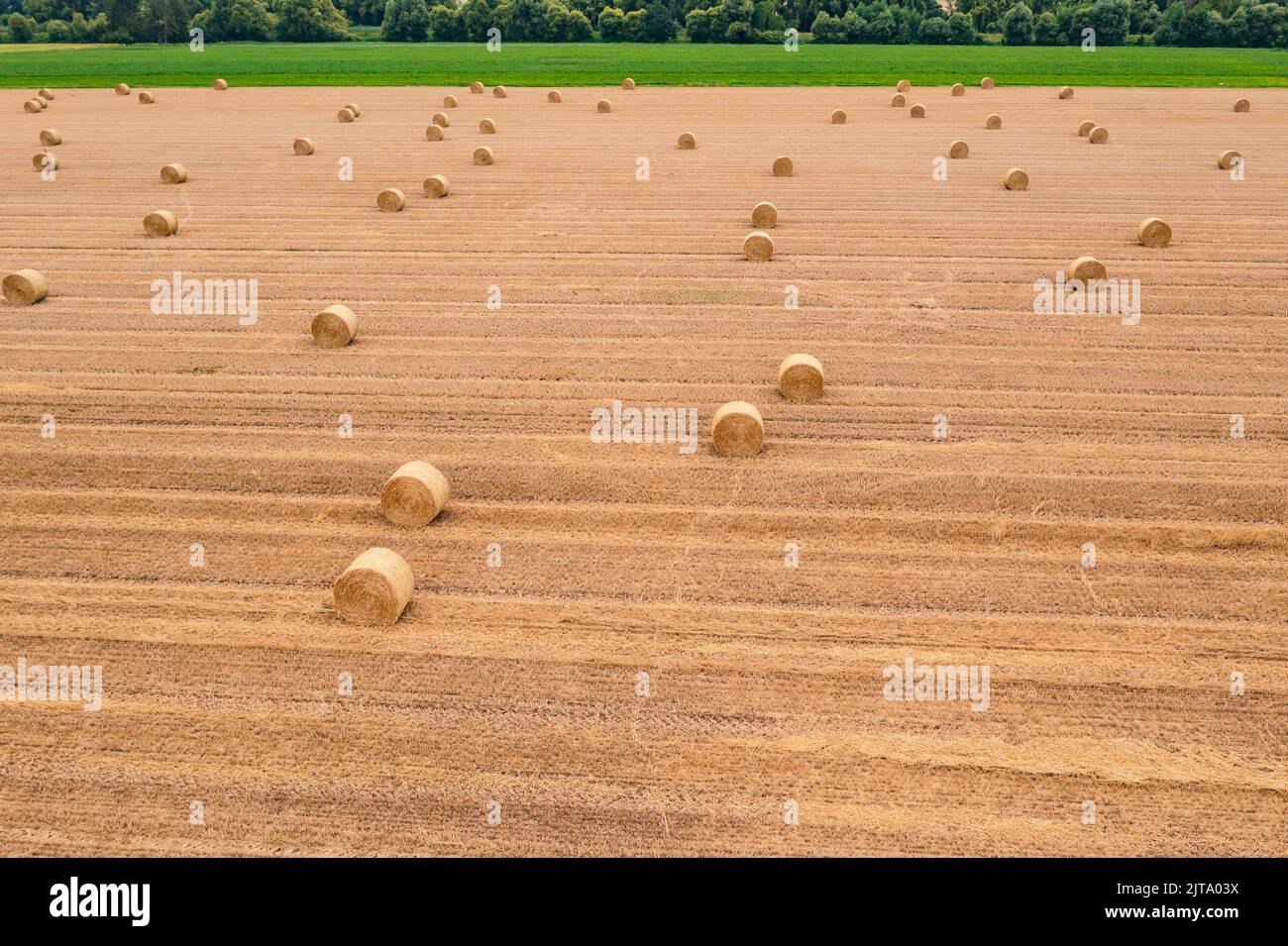 Runde Ballen auf einem geernteten Feld nach der Heuernte im Sommer, Deutschland Stockfoto