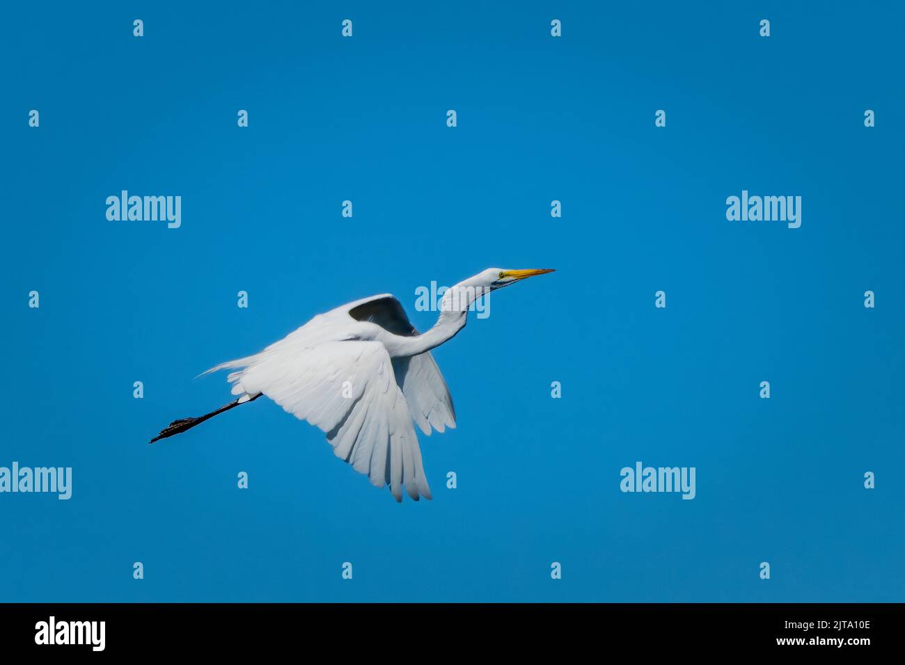 Fotografiert den Weißen Reiher im Flug während eines Besuchs auf Washington Island, das direkt vor der Küste der Halbinsel Door County in Wisconsin liegt. Stockfoto