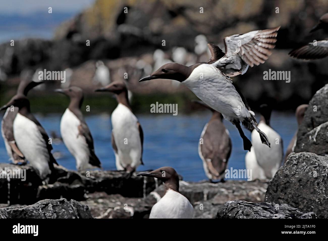 GUILLEMOT-Gruppe auf Felsen, Großbritannien. Stockfoto