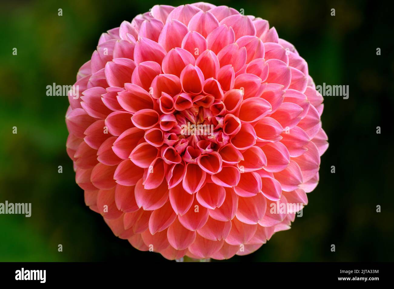 Nahaufnahme eines wunderschönen korallenen, pastellrosa Dahlia-Blütenkopfes. Dahlia Blume Symmetrie. Stockfoto