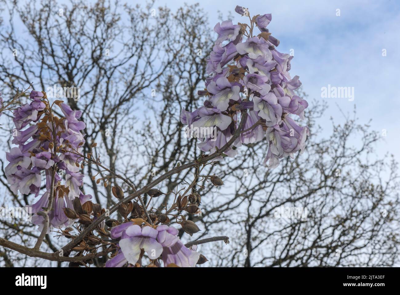 Der Baum, Paulownia fortunei oder Fortune-Kaiserin, aus dem Südosten Chinas; besonders schnell wachsender Baum aufgrund seiner Verwendung von C4 Kohlenstoff-Fixierung. Zoll Stockfoto