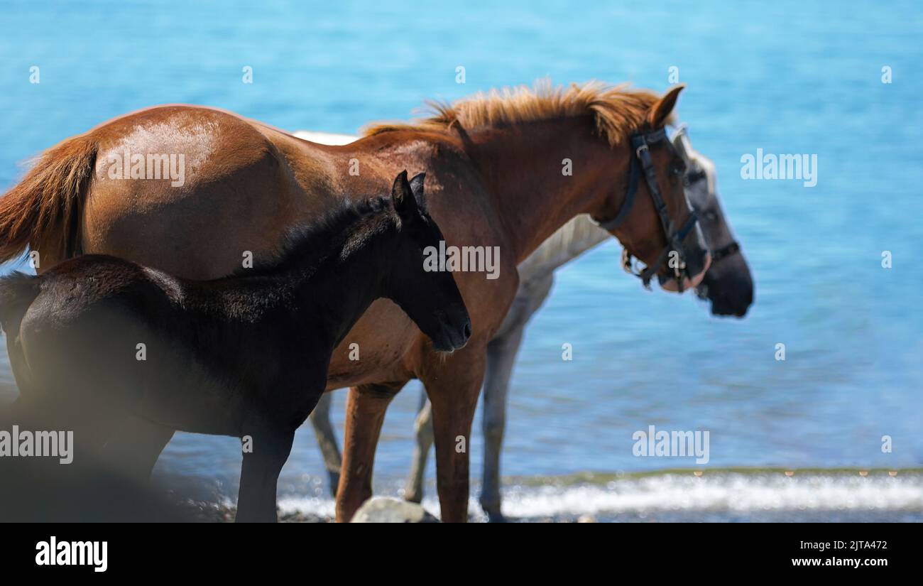 Nahaufnahme eines Pferdes und eines schwarzen Fohlens an einem sonnigen Tag an der Küste Stockfoto