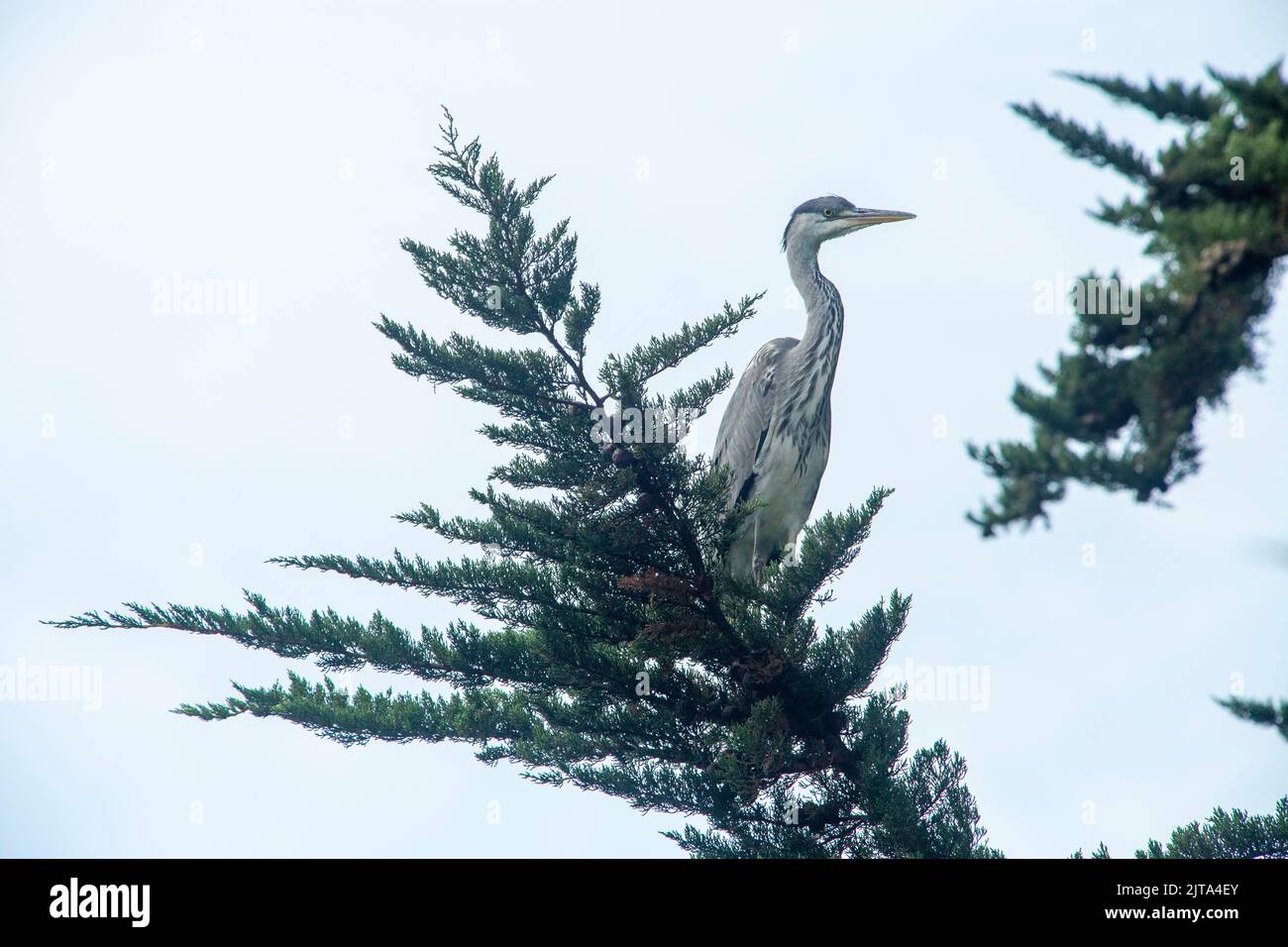 Sidmouth, Devon, 29. Aug 2022 Ein grauer Reiher sitzt in einem Monterey-Zypern-Baum hoch über einem Gartenteich in Devon. Der Mangel an Regen hat den Flussspiegel auf ein Allzeittief gebracht, was Reiher und andere Raubvögel dazu zwingt, in den Gärten nach ihrem Fischmahl zu suchen. Tony Charnock/Alamy Live News Stockfoto