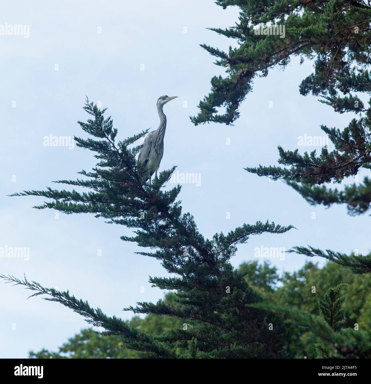 Sidmouth, Devon, 29. Aug 2022 Ein grauer Reiher sitzt in einem Monterey-Zypern-Baum hoch über einem Gartenteich in Devon. Der Mangel an Regen hat den Flussspiegel auf ein Allzeittief gebracht, was Reiher und andere Raubvögel dazu zwingt, in den Gärten nach ihrem Fischmahl zu suchen. Tony Charnock/Alamy Live News Stockfoto