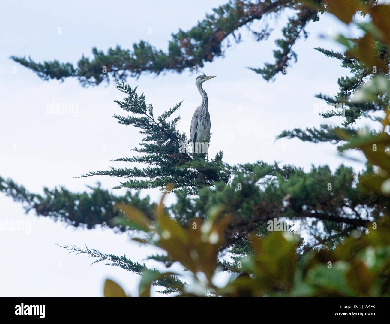 Sidmouth, Devon, 29. Aug 2022 Ein grauer Reiher sitzt in einem Monterey-Zypern-Baum hoch über einem Gartenteich in Devon. Der Mangel an Regen hat den Flussspiegel auf ein Allzeittief gebracht, was Reiher und andere Raubvögel dazu zwingt, in den Gärten nach ihrem Fischmahl zu suchen. Tony Charnock/Alamy Live News Stockfoto