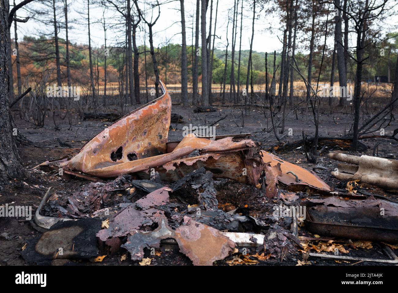 Verbrannter Wald in der Bretagne, Frankreich Stockfoto