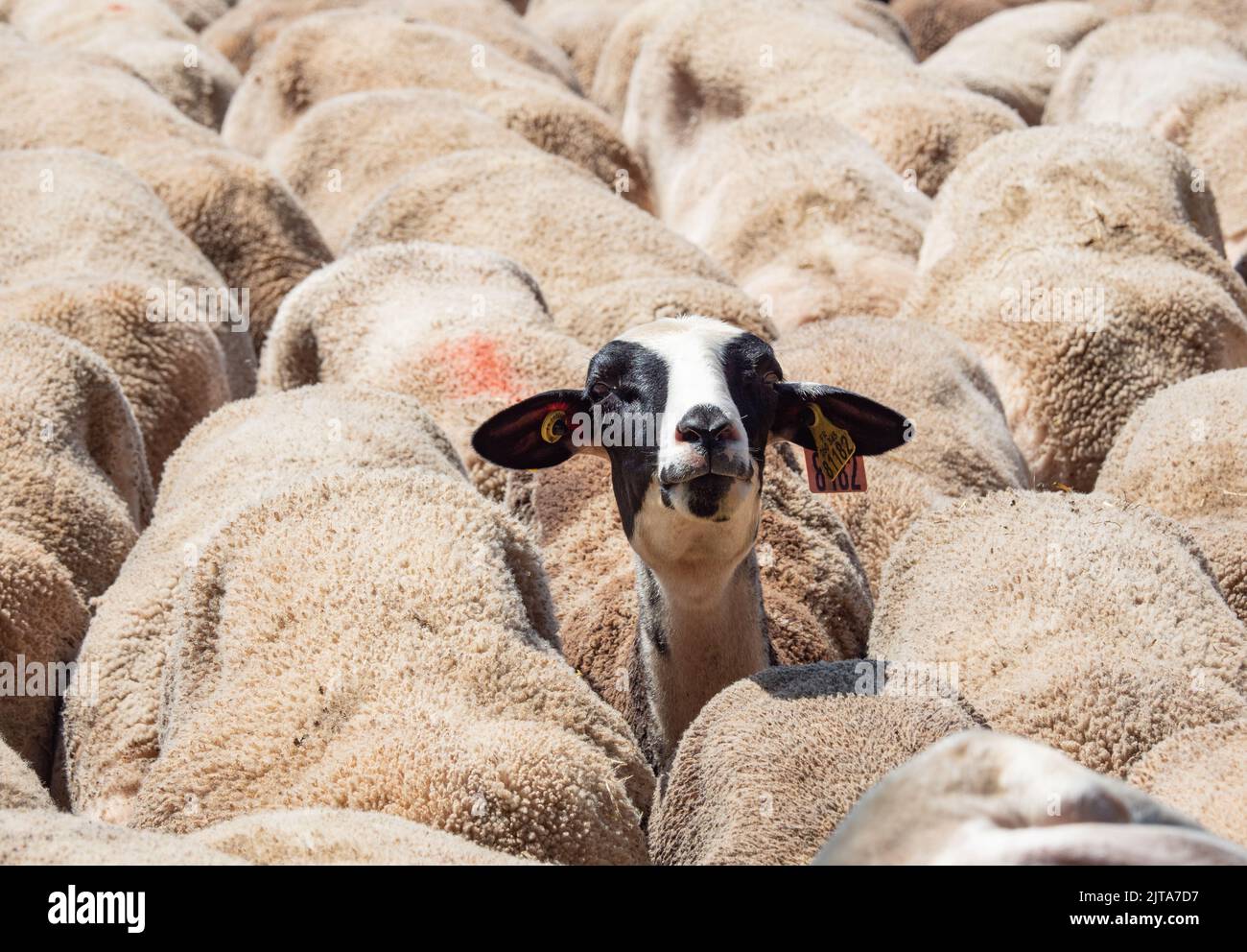 Cevennen Herde von Lacaune Schafe - Brebis Stockfoto