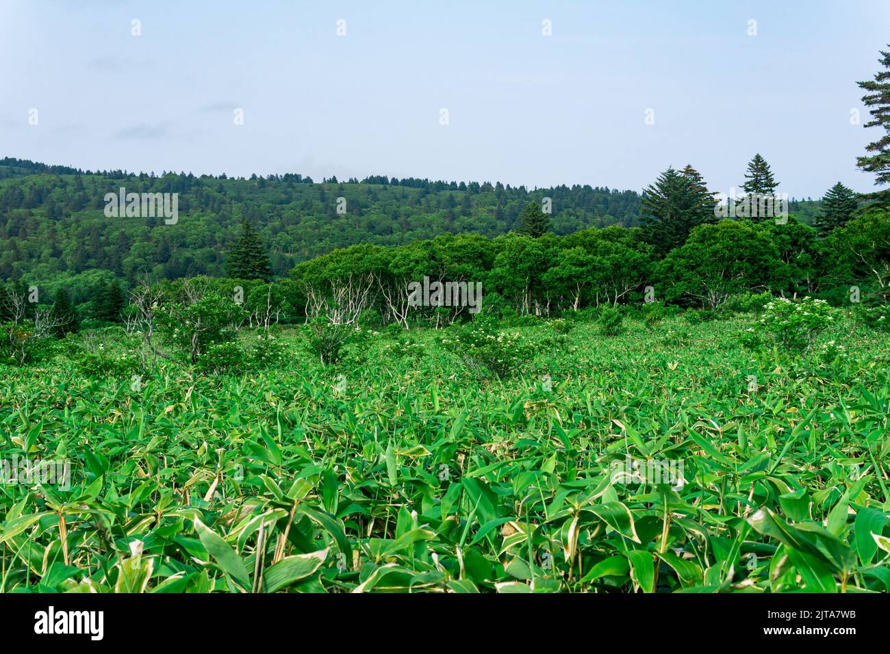 Steinbirken zwischen Bambusdickichten, bewaldete Landschaft der Insel Kunashir, Monsun-Küstenwald Stockfoto