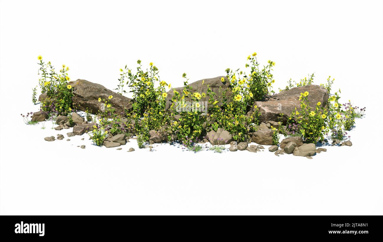 Ausgeschnitter Felsen, umgeben von gelben Blumen. Gartendesign isoliert auf weißem Hintergrund. Blühender Strauch und Grünpflanzen für den Landschaftsbau. Dekorative shr Stockfoto