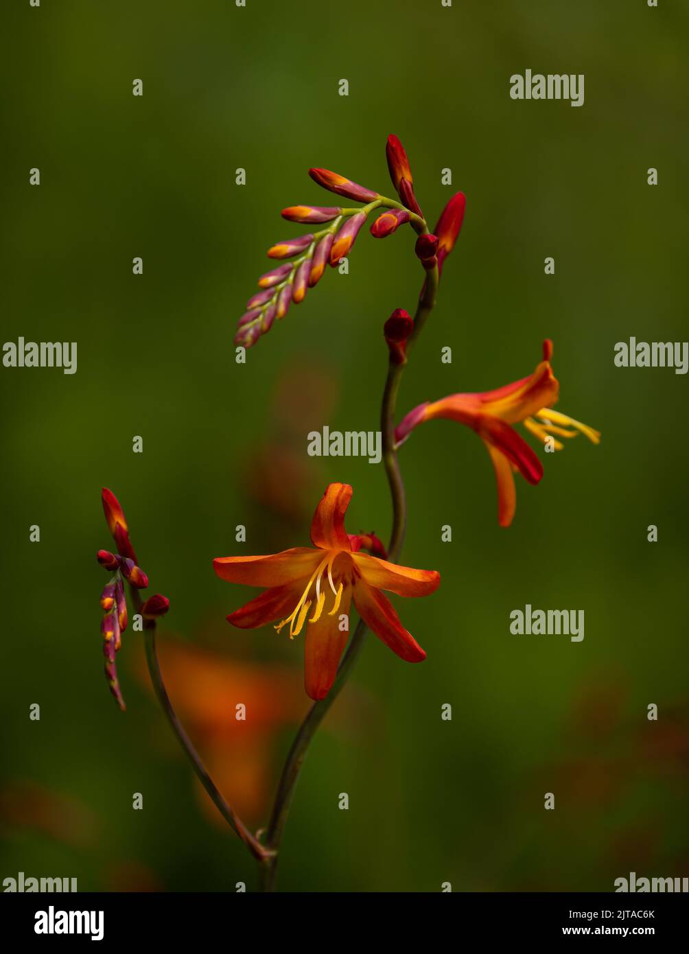 Montbretia in Blume Stockfoto