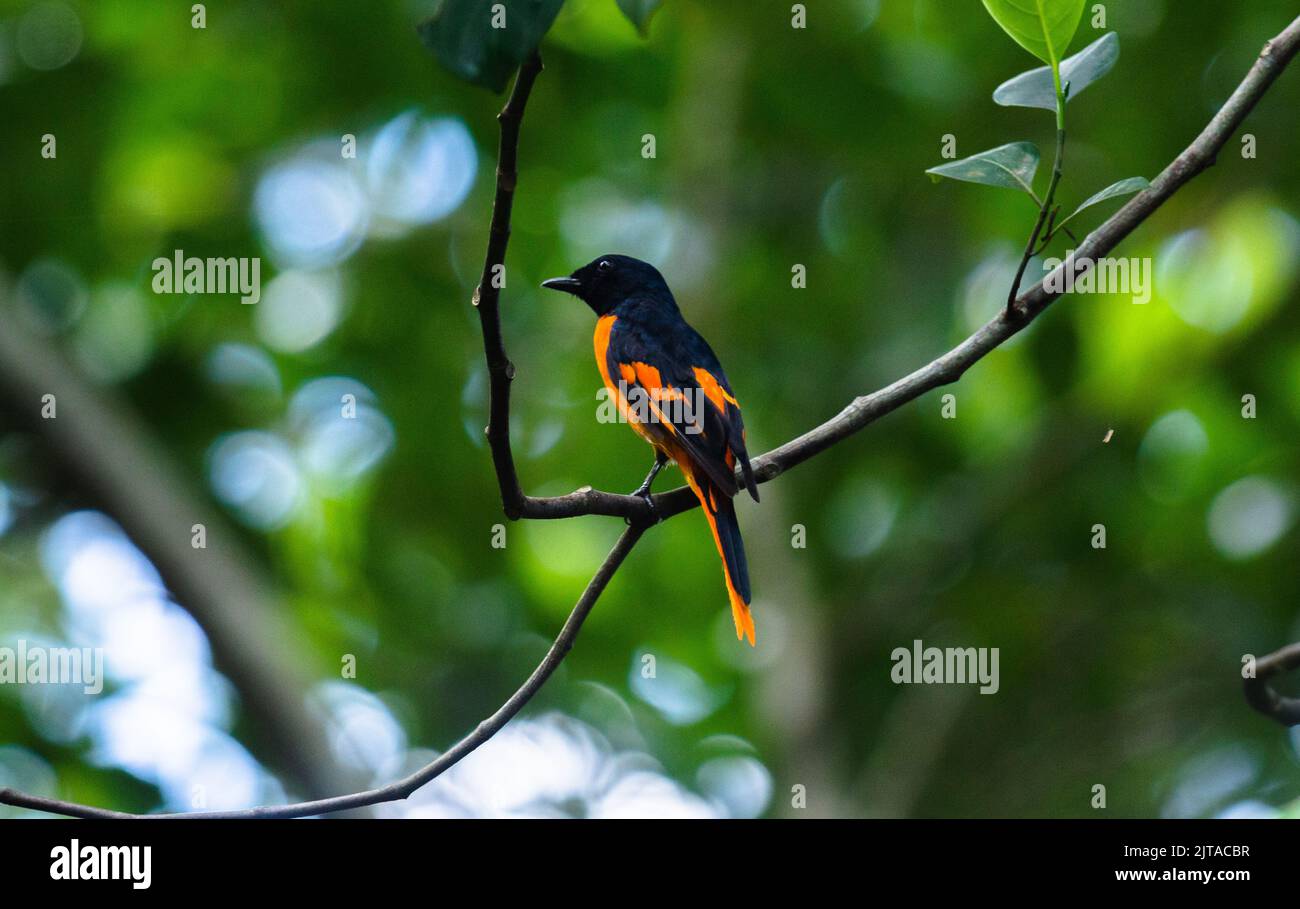 Schönes Bild eines männlichen Tiervets, der auf einem kleinen Zweig ruht Stockfoto