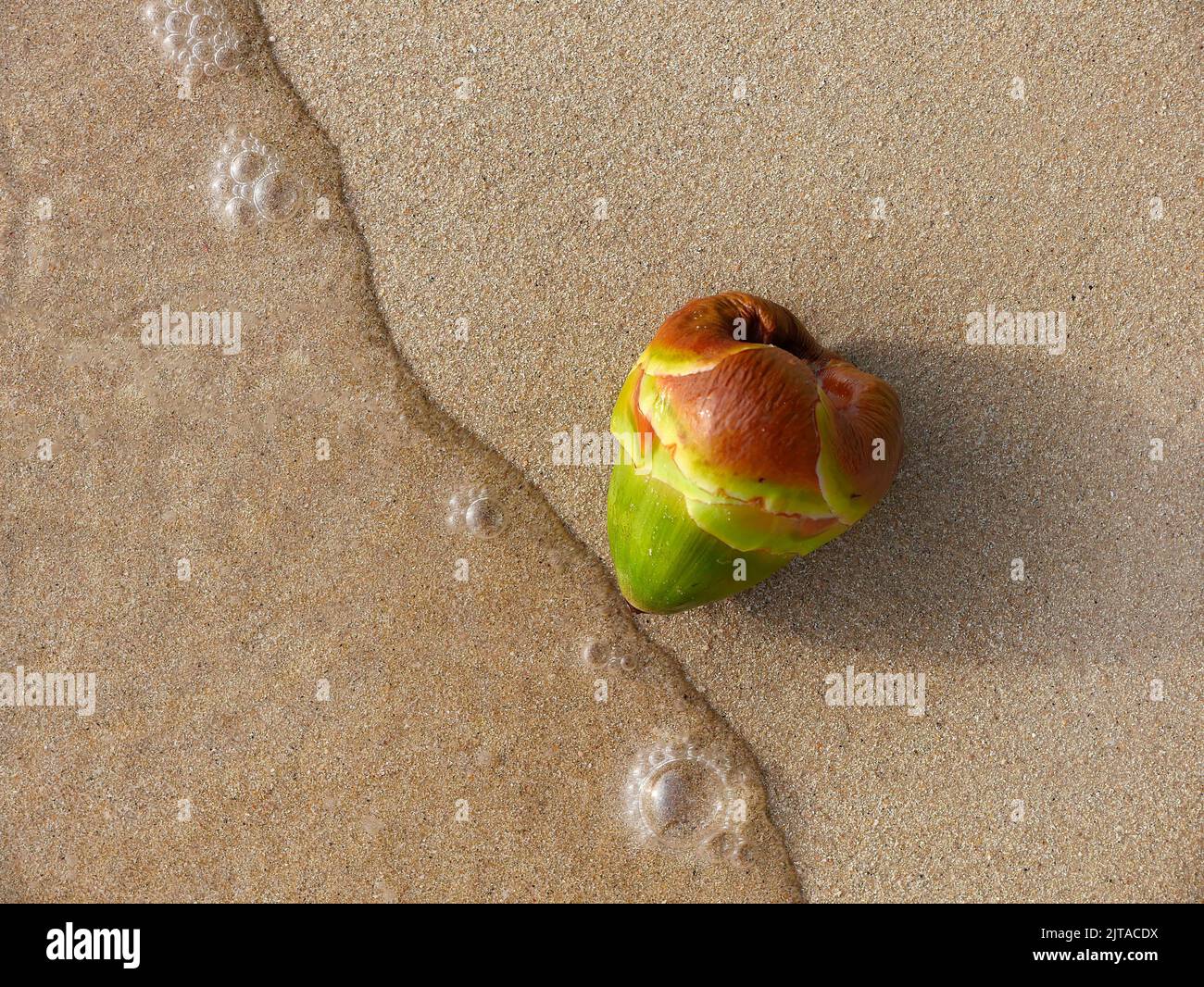 Nahaufnahme der jungen grünen Palmenfrucht am Sandstrand, die von der Meereswelle gehetzt wird. Für Hintergrund mit Kopierplatz. Stockfoto