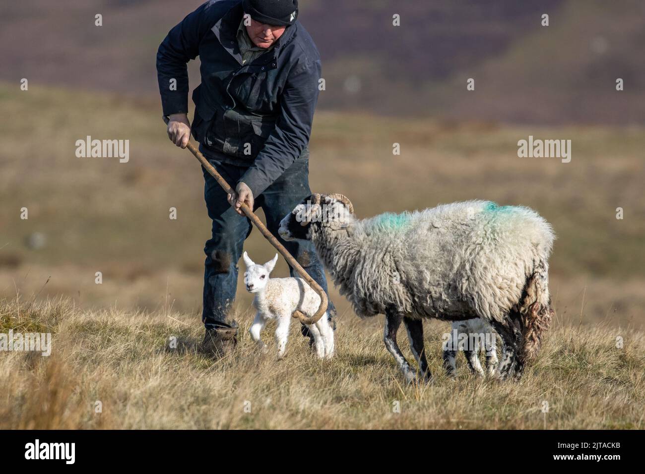 Landwirt in Aktion, der Lamm mit einem Hirtenknauf fängt, um zu neugeborenen Schafen zu neigen, Yorkshire, England, Großbritannien Stockfoto