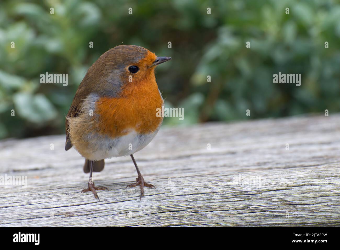 Ein europäischer Robin (Erithacus rubecula) stand auf einem Baumstamm Stockfoto