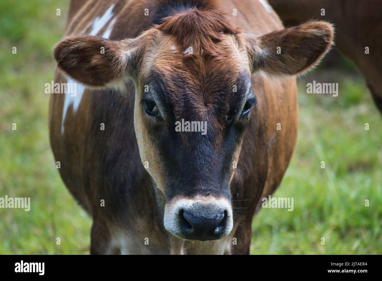 Eine Jersey-Kuh starrt direkt in die Kamera Stockfoto