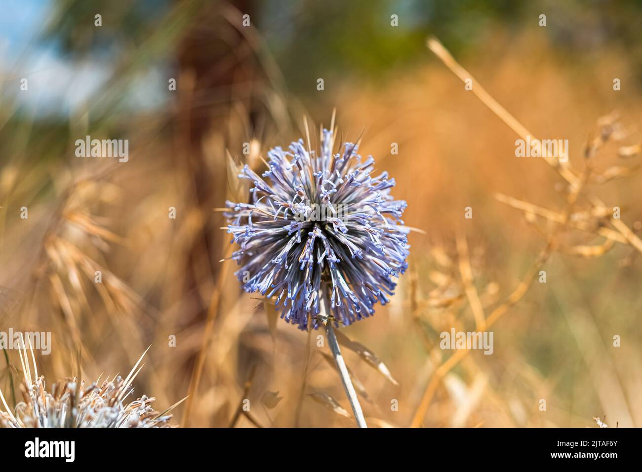 Kugeldistel Pflanze. Gattung Echinops oder Echinops sphaerocephalus auf der Wiese. Stockfoto