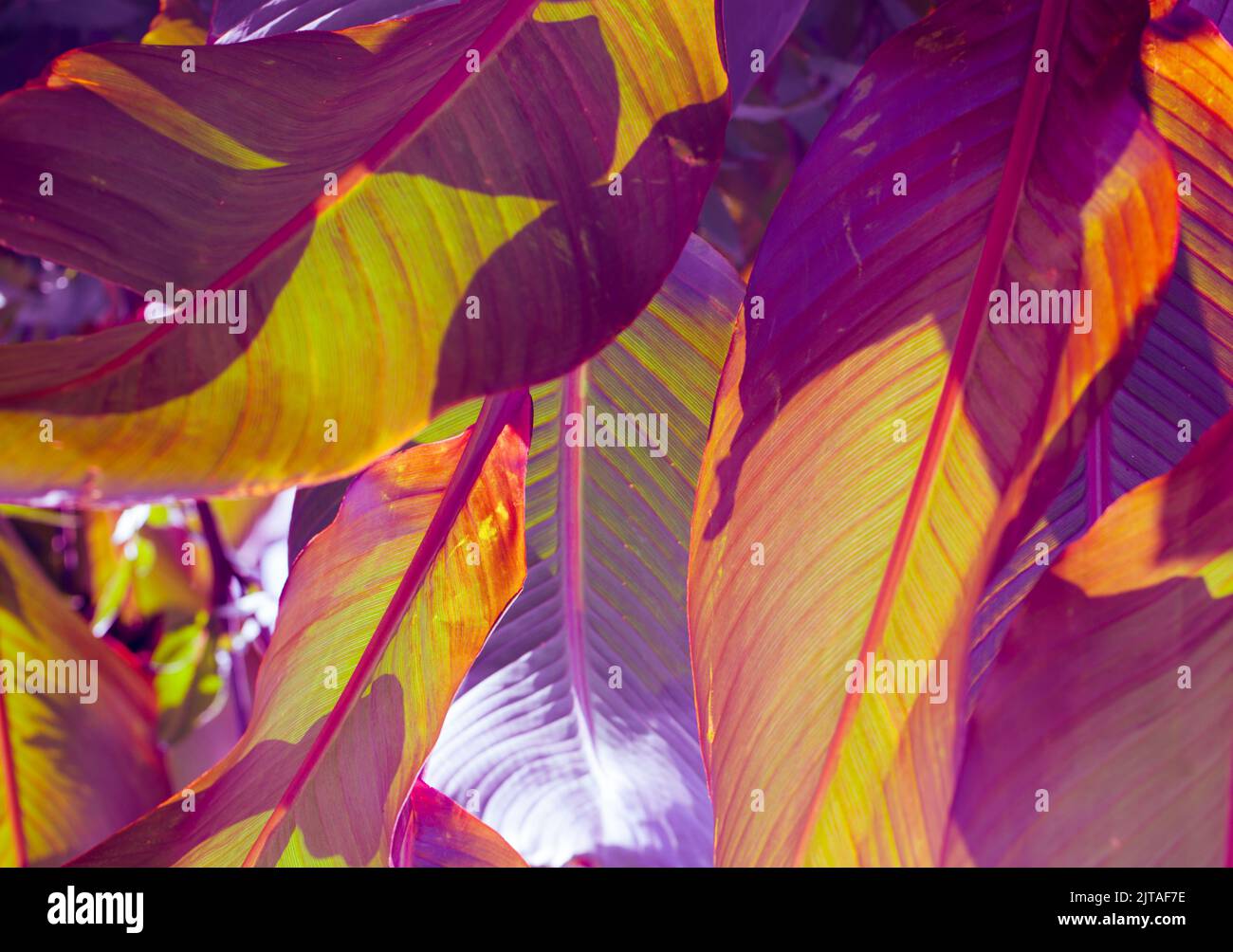 Prudence Botanische Blätter Abstrakt Stockfoto