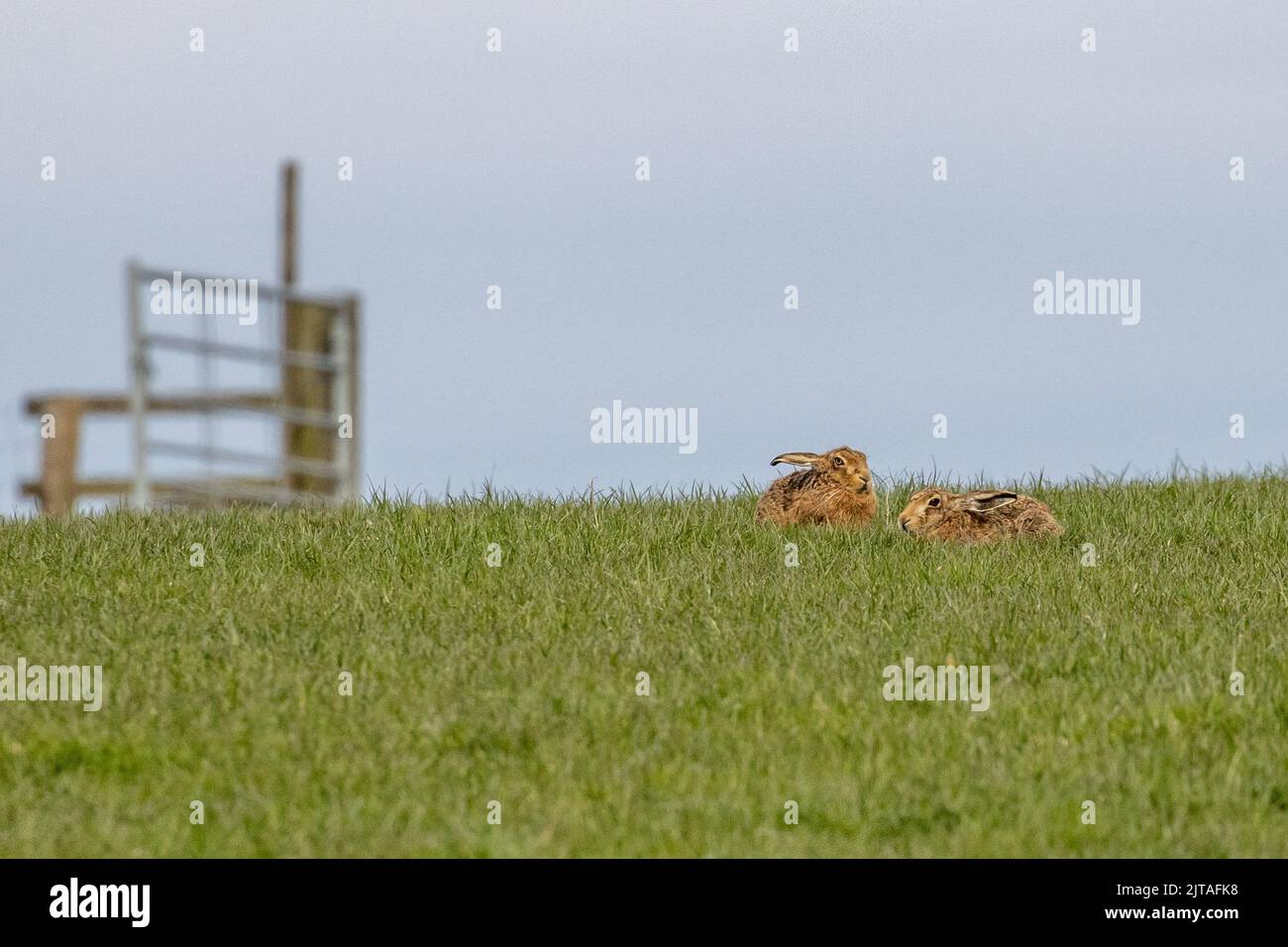 Zwei Hasen (Lepus europaeus) liegen auf einem Bauernfeld im Grasland, Yorkshire, britische Tierwelt Stockfoto