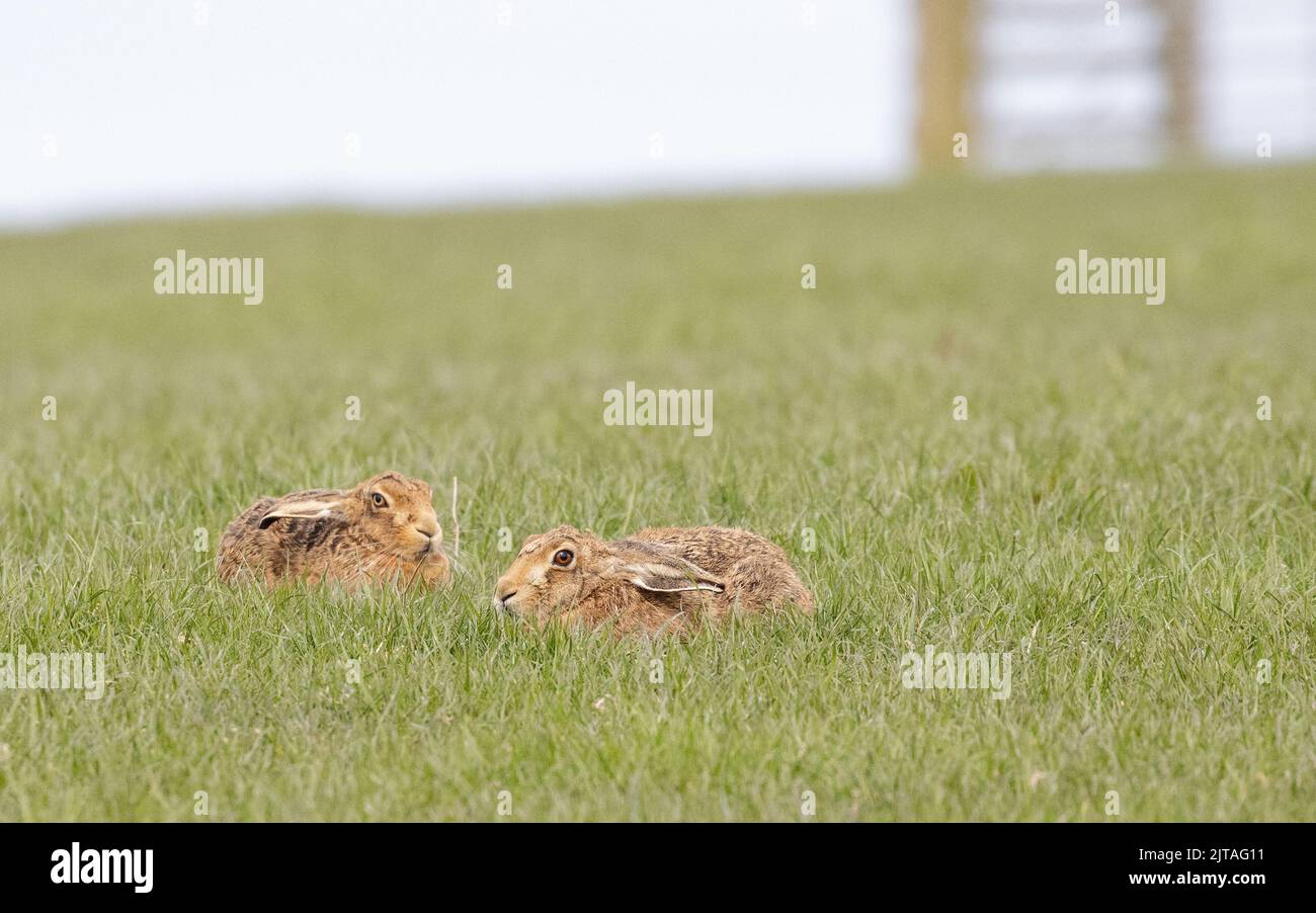 Zwei Hasen (Lepus europaeus) liegen auf einem Bauernfeld im Grasland, Yorkshire, britische Tierwelt Stockfoto