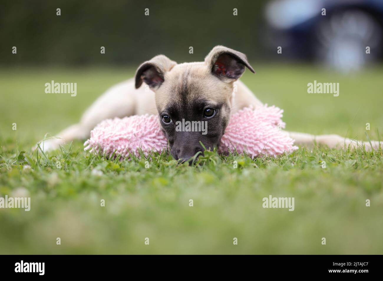 Welpe Portrait of English Whippet in Garden. Entzückender Haushund mit niedlichem Blick draußen. Stockfoto