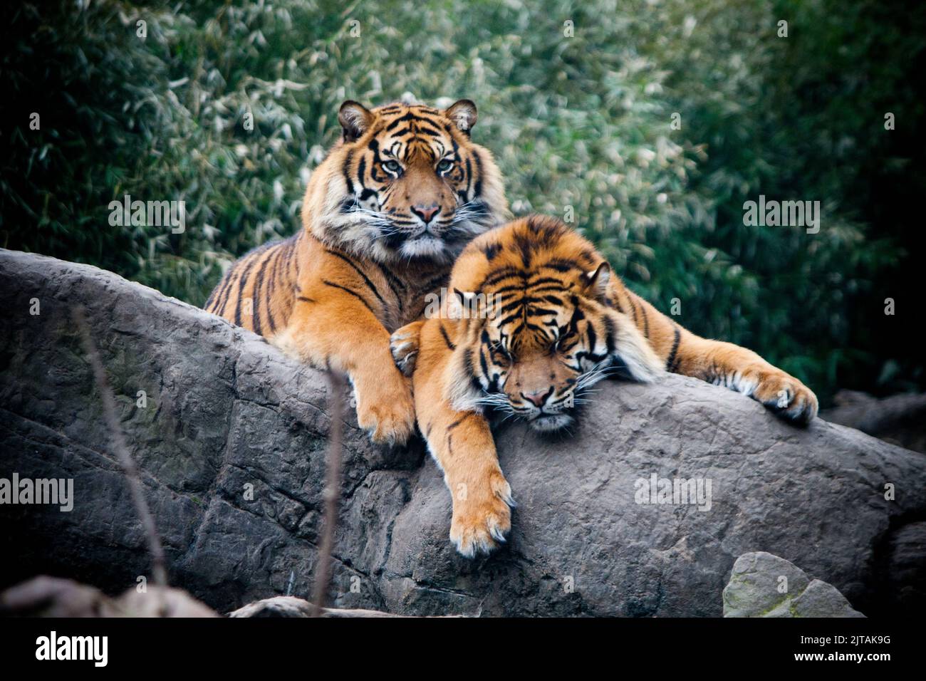 Zwei Tiger auf einem Felsen in freier Wildbahn Stockfoto