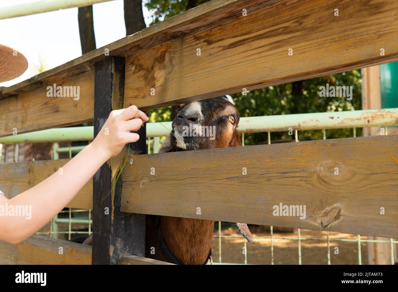 Tier häusliche Fütterung Ziegenfarm Natur im Freien Schafzucht, für Säugetierfutter aus Gras aus grünen glücklich, Land Samen. Landgeschäft Stockfoto