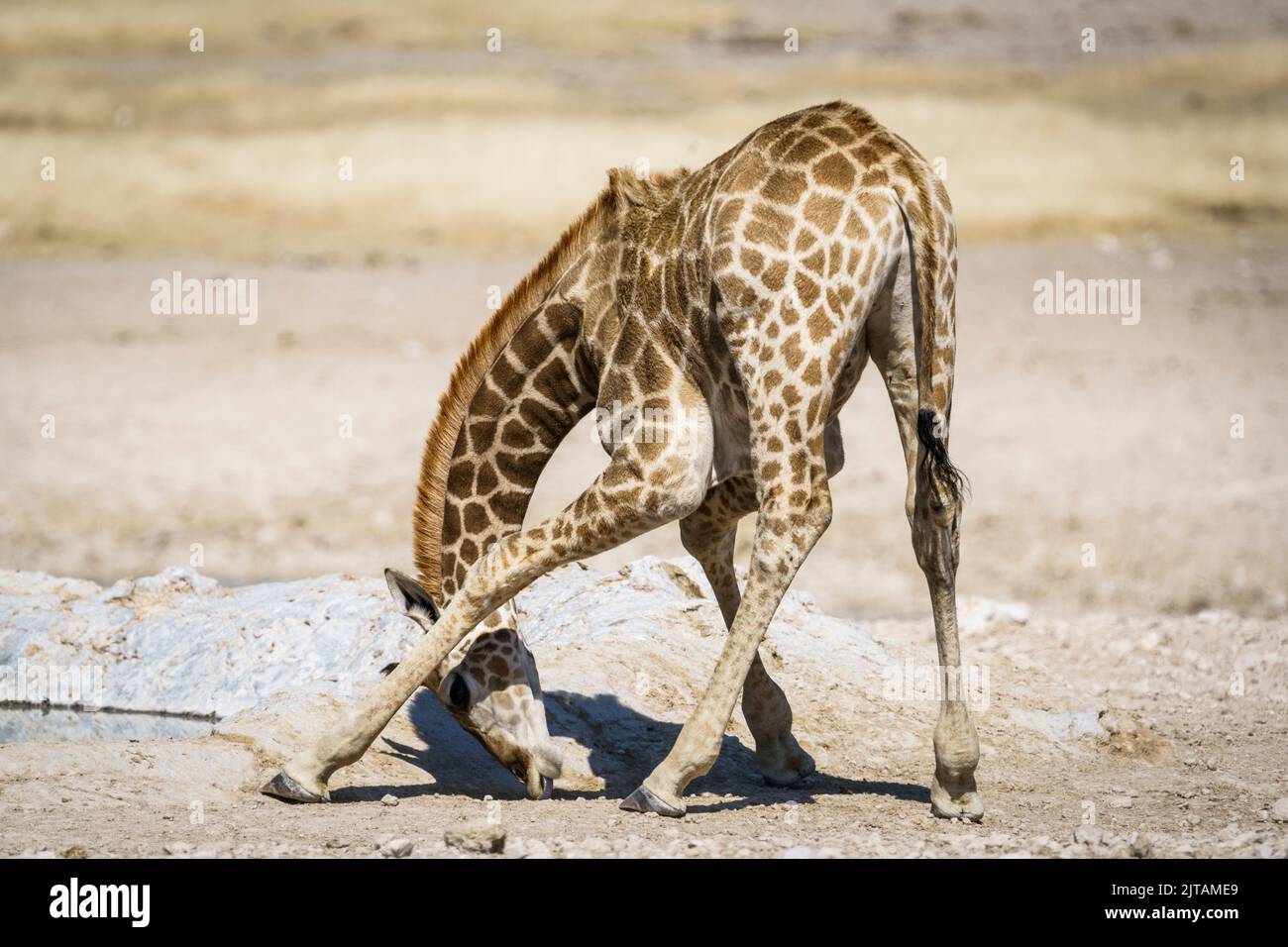 Giraffenkalb kratzt den Kopf auf dem Boden. Etosha Nationalpark, Namibia, Afrika Stockfoto