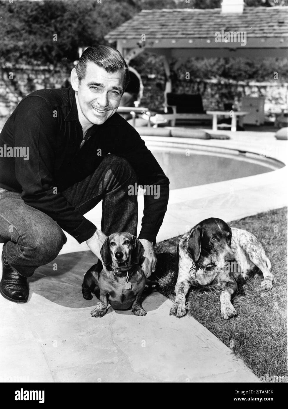 CLARK GABLE mit seinen zwei Haustierhunden am Pool in seiner San Fernando Valley-Werbung für Metro Goldwyn Mayer Stockfoto