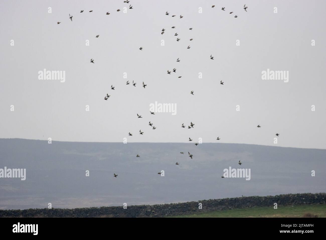 Flock von Golden Plover (Pluvialis apricaria), der über Moorland fliegt, North Yorkshire, England, Großbritannien Stockfoto