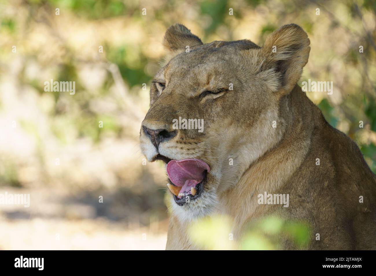 Das Porträt der Löwin hat ihren Mund offen, um ihre Zähne zu zeigen. Unscharfer Hintergrund. Chobe-Nationalpark, Botsuana, Afrika Stockfoto