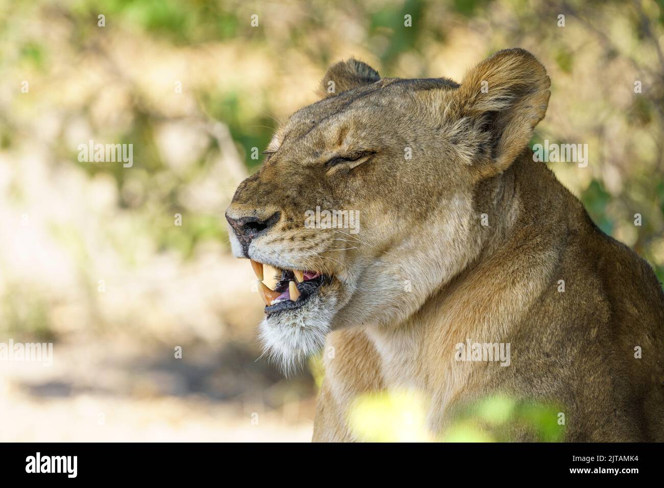 Das Löwenporträt hat ihren Mund offen, um ihre Zähne zu zeigen. Unscharfer Hintergrund. Chobe-Nationalpark, Botsuana, Afrika Stockfoto