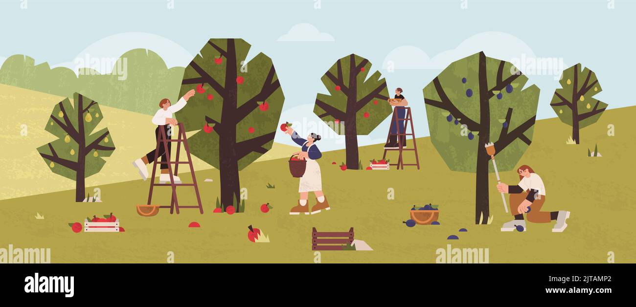 Menschen sammeln Früchte im Obstgarten in Holzkörbe, Kisten. Bauern pflücken reife Äpfel, Pflaumen und Birnen von Bäumen im Garten. Gärtner sammeln Ernte mit Leitern. Saisonale landwirtschaftliche Arbeit Stock Vektor