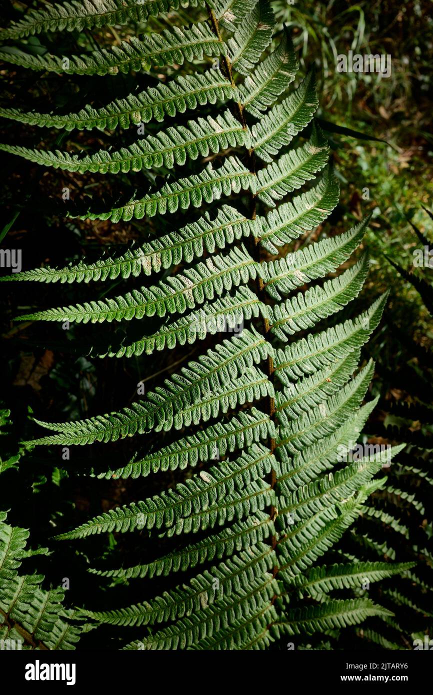 Hinterleuchtete Fern-Blattstruktur bei Tageslicht in einem Wald. Stockfoto