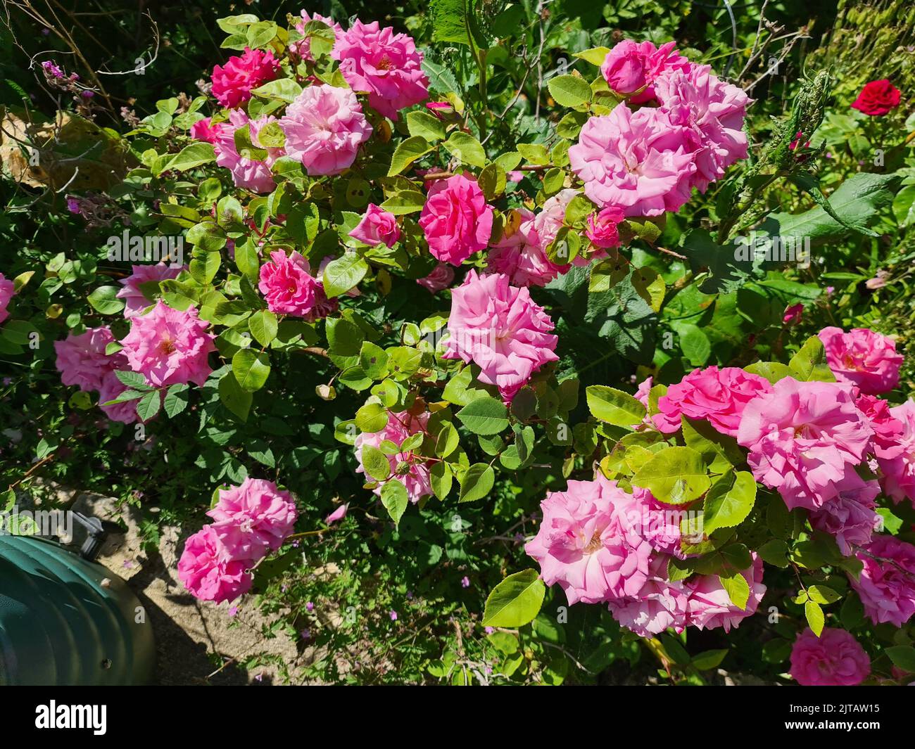 Pretty Pink Roses Stockfoto
