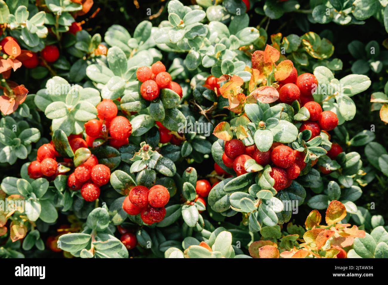 Rote Preiselbeeren Beeren auf Herbstgebirgswiese. Naturhintergrund Stockfoto
