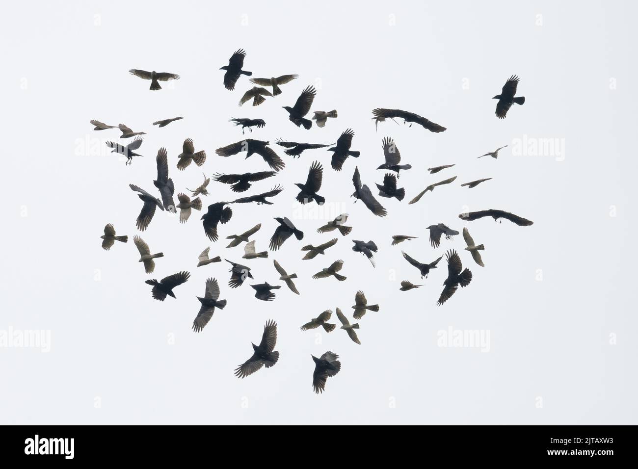 Kreatives Bild von mehreren Aufnahmen einer Vogelzerreissung - eine Krähe, die einen Sperber abjagt, Accipiter nisus, England, Großbritannien Stockfoto