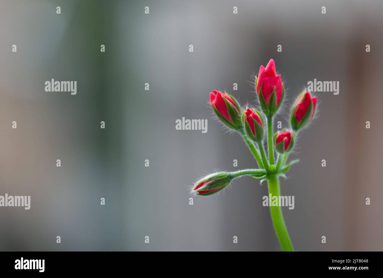 Blütenknospe Pelargonium oder Geranium in rosa lebhafter Farbe. Garten oder Zimmerpflanze. Bild mit selektivem Fokus. Stockfoto