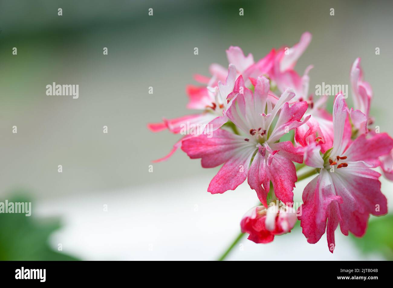 Stellare Pelargoniumblume. Garten- oder Hauspflanze. Selektiver Fokus. Stockfoto