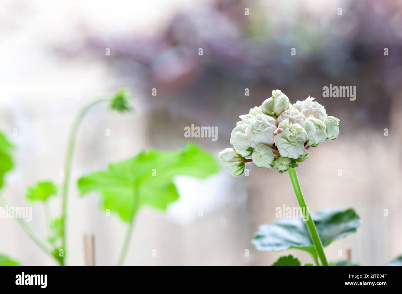 Rosebud weiße Blüten von Geranien sortental oder Pelargonium. Garten- oder Hauspflanze. Selektiver Fokus. Stockfoto