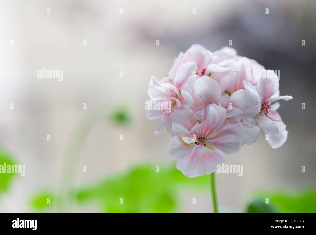 Blüht Geranien sortenrein oder Pelargonium. Garten- oder Hauspflanze. Selektiver Fokus. Stockfoto