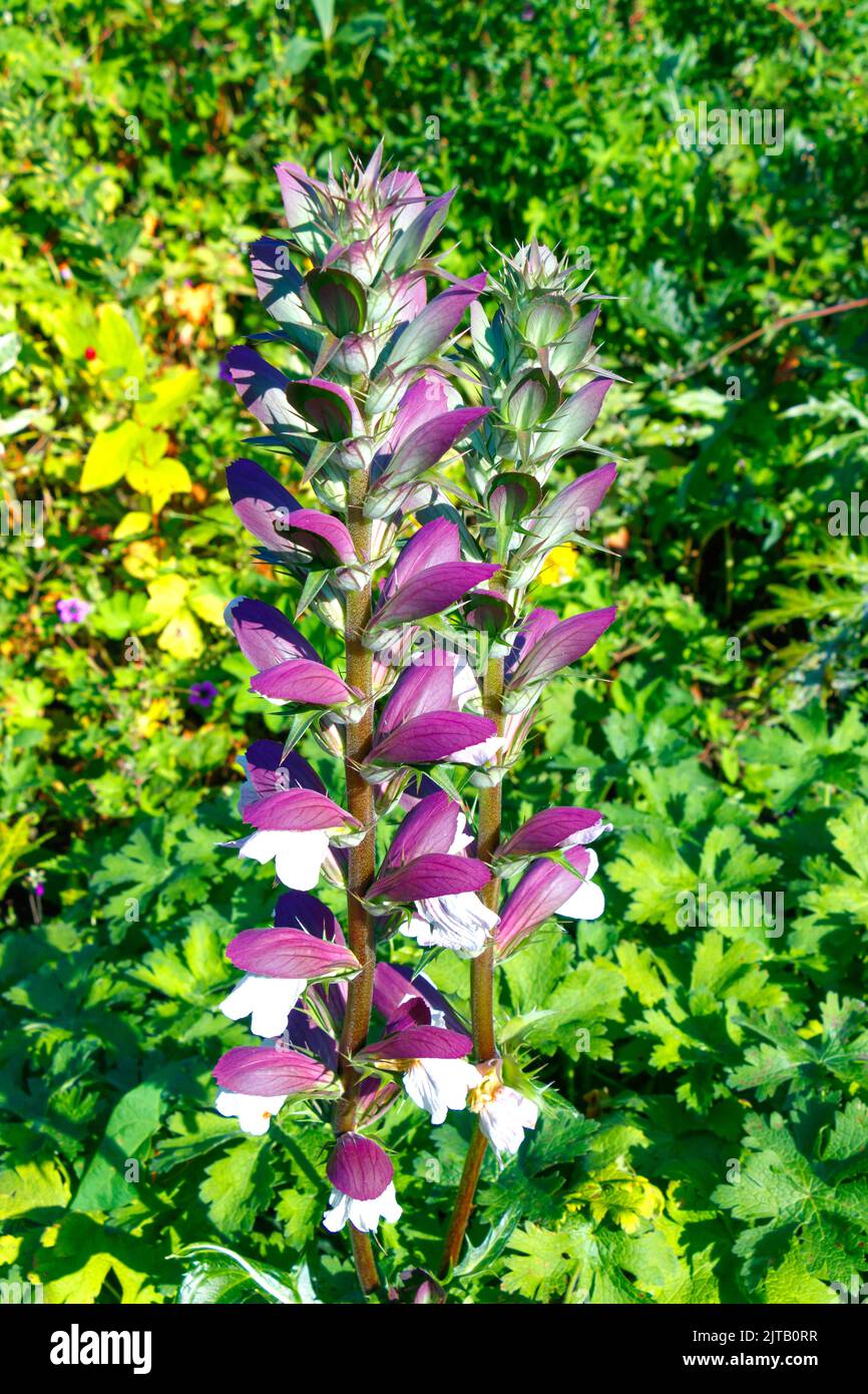 Nahaufnahme von purpurroten Bärenreisen Blüten in voller Blüte vor einem grünen Laubhintergrund in einem Garten. Stockfoto