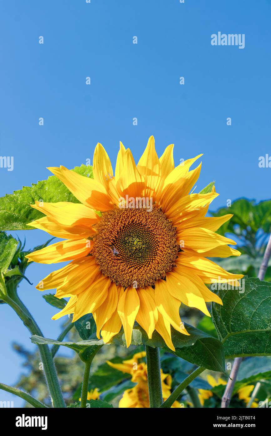 Nahaufnahme der Sonnenblume Helianthus annuus gegen blauen Himmel Stockfoto