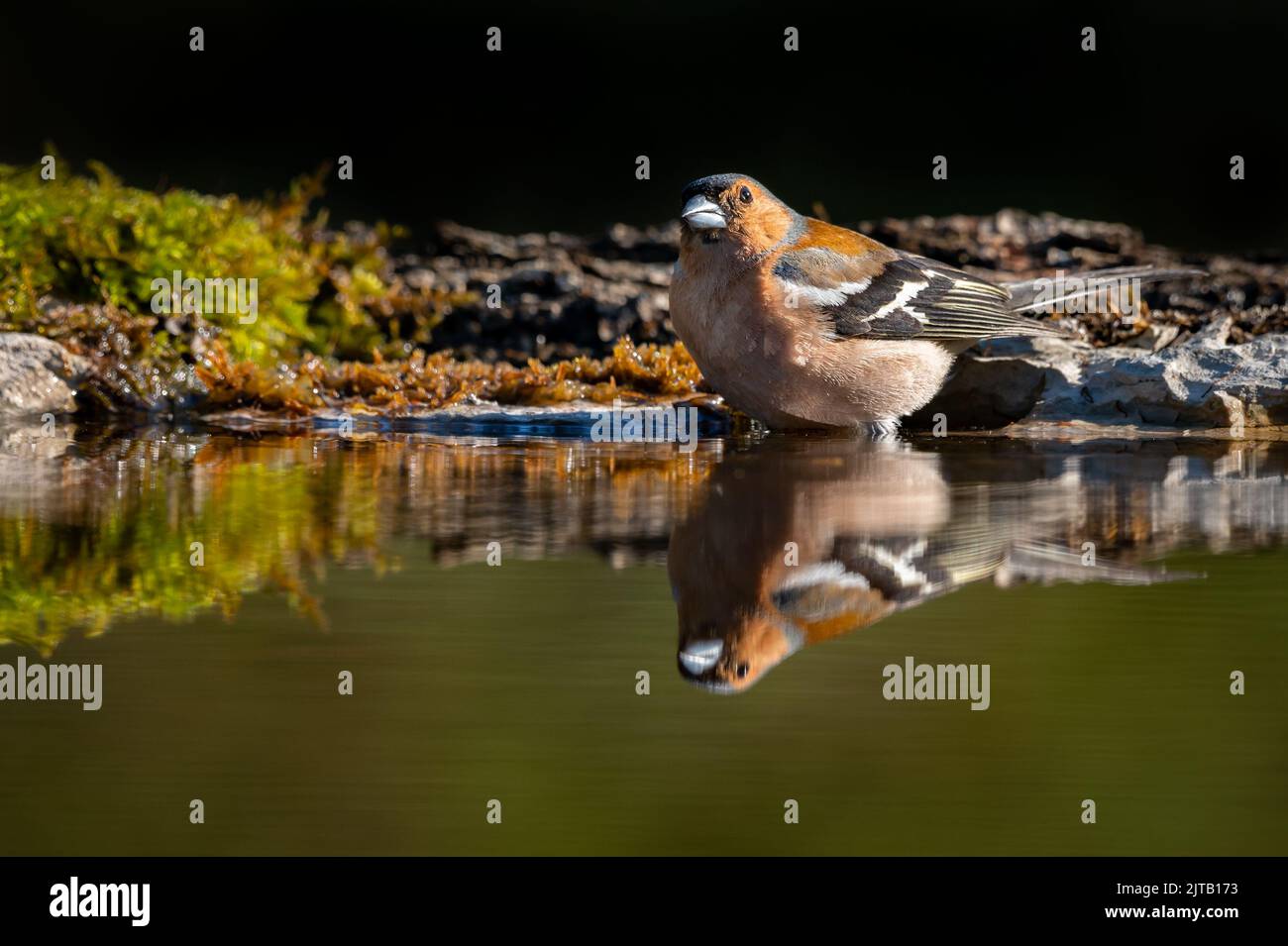 Männlicher Chaffinch beim Baden im Wasser mit perfekter Reflexion gegenüber der Kamera Stockfoto