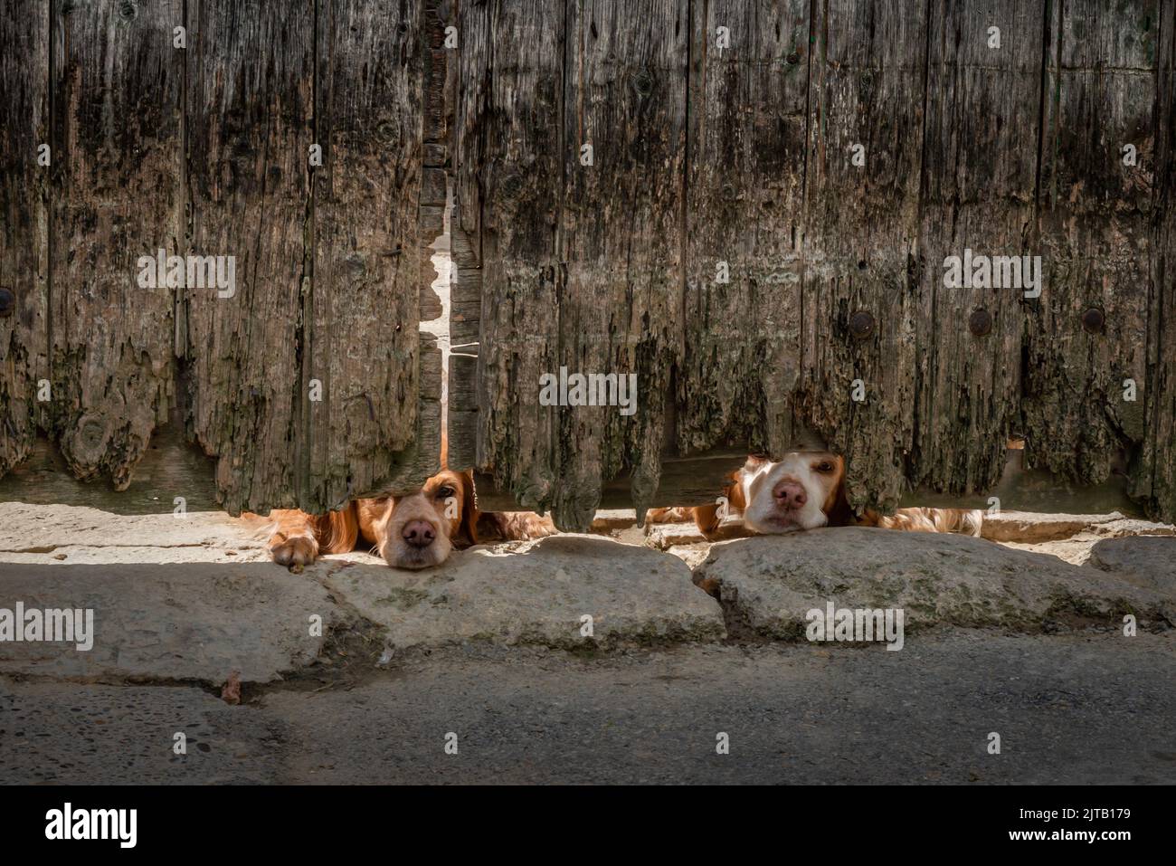 Zwei Hunde / Spaniel, die unter einem sehr alten französischen Tor in der Sonne Wache schauen Stockfoto