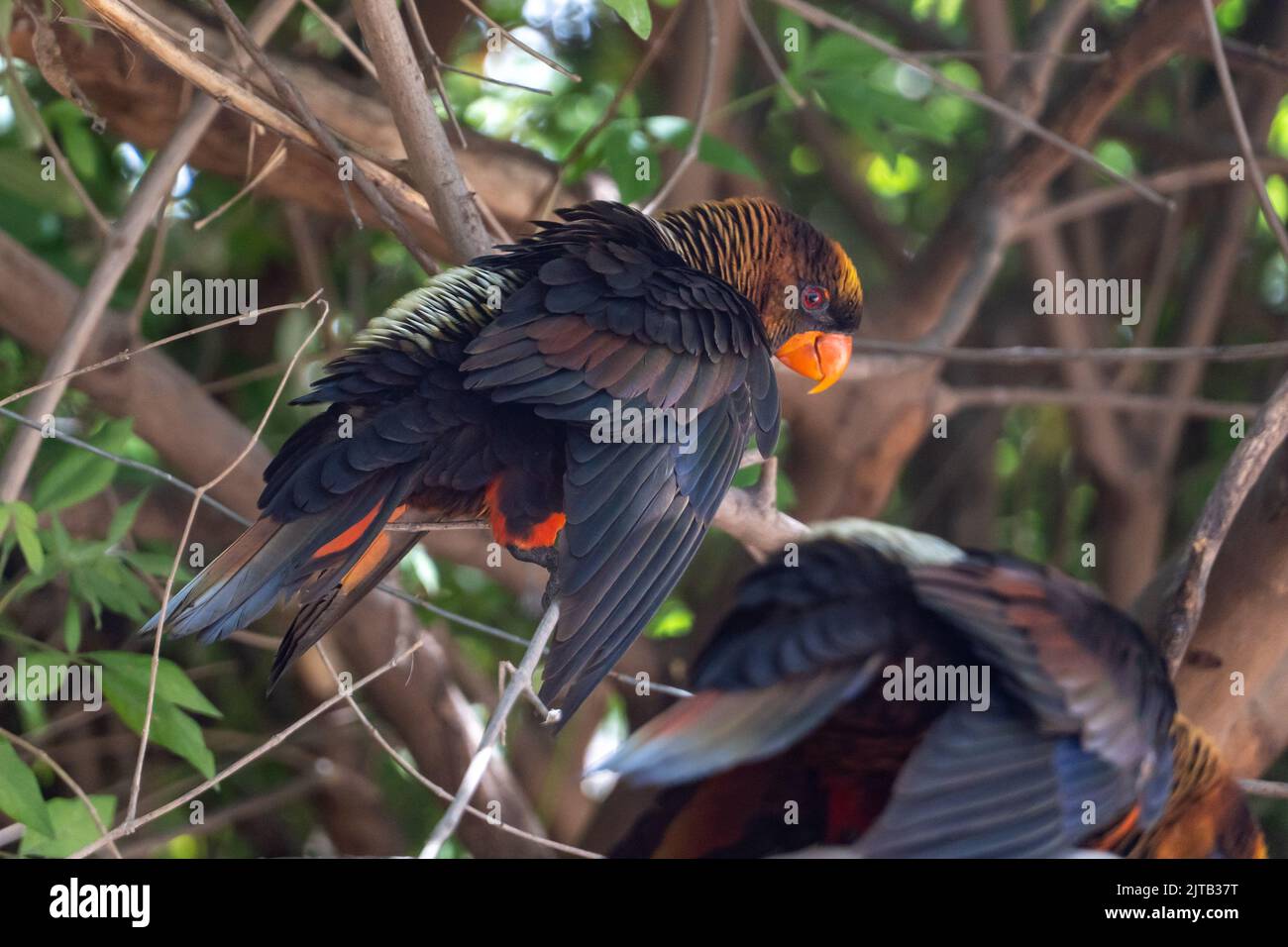 Papagei in Neuguinea im Wald, Weißrumpf-Lory oder die Dunkelorange-Lory, Duskies. Stockfoto